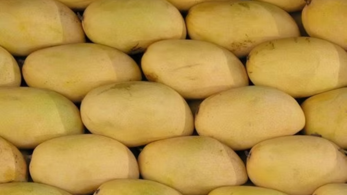 चौसा आम